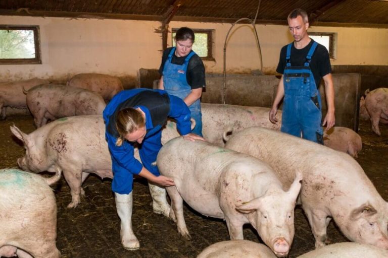 Pig Farming in Nigeria: Complete Guide To Start