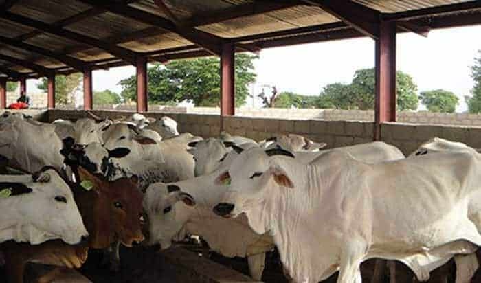 Starting Cattle Farming in Nigeria: Complete Guide