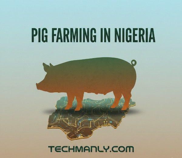 pig farming2