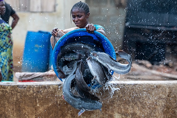 Catfish Business in Nigeria: How to Start and Make Money
