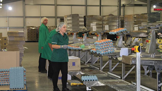 Egg Packing Jobs in UK With Visa Sponsorship: Full Guide for Foreign Workers