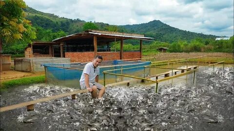 How to Start a Fish Farming Business in Nigeria