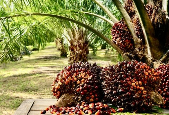 Palm Oil Business in Africa (2025–2026): Money Flow, Production System, Opportunities and Risks