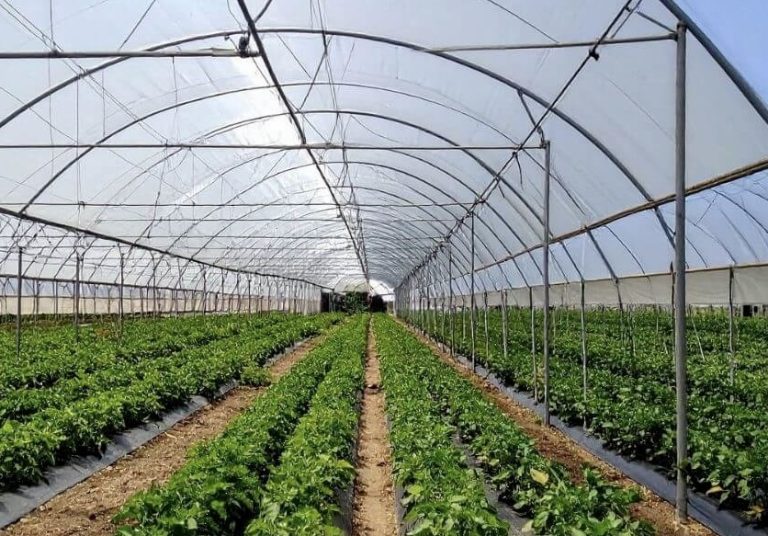 Top Agriculture Powerhouses in Southeast Asia (2025–2026) and a Practical Guide to Starting Farming Business in Nigeria